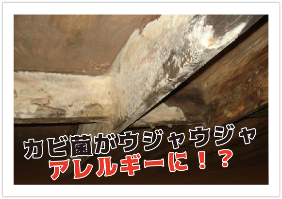 カビ菌がウジャウジャ!アレルギーに!?
