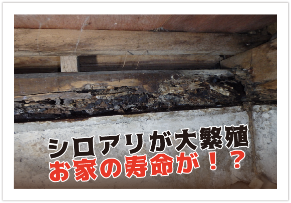 シロアリが大繁殖!お家の寿命が!?